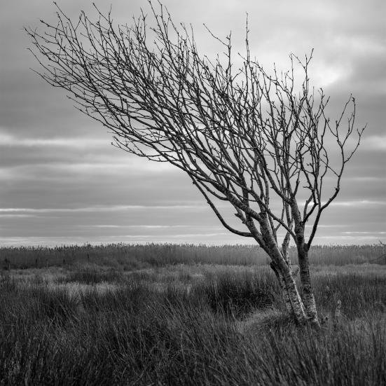 Det vestjyske træ Foto: Benny Christiansen 