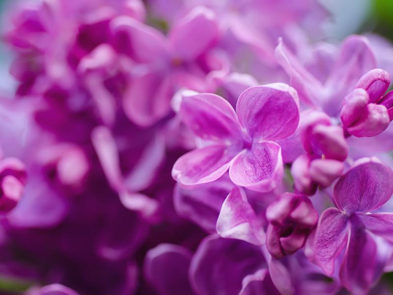 Arrangementer forår 2026 for Voksne