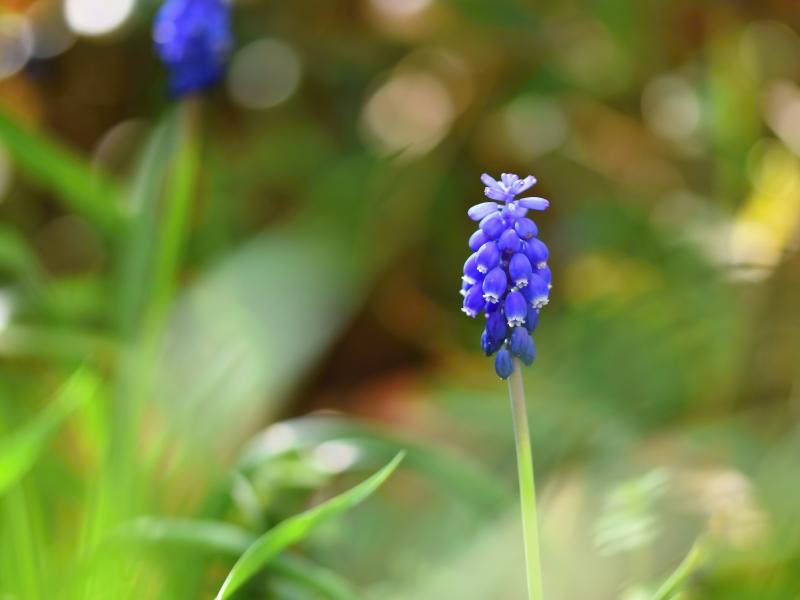 Arrangementer forår 2026 for Voksne