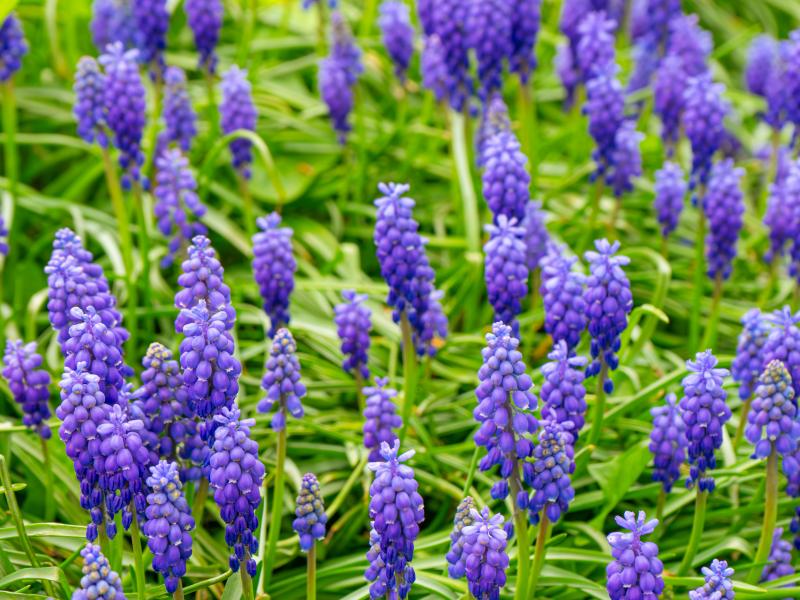 Arrangementer for børn forår 2026